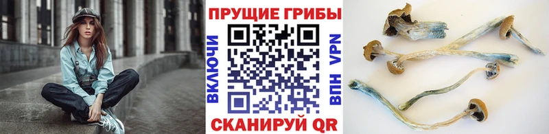 Псилоцибиновые грибы прущие грибы Старый Крым